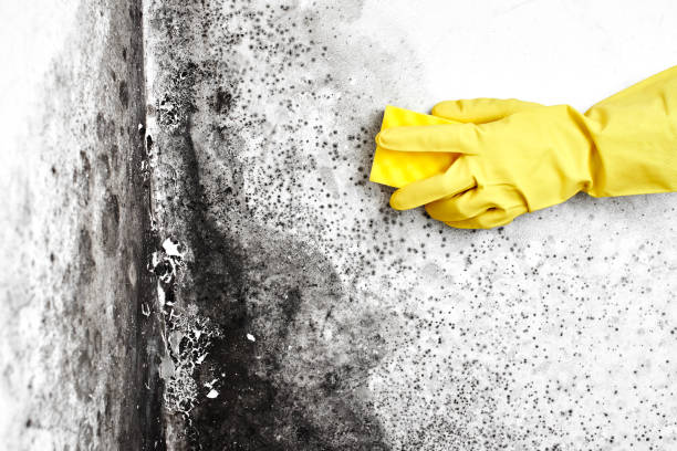 Best Emergency Mold Remediation in Torrance, CA