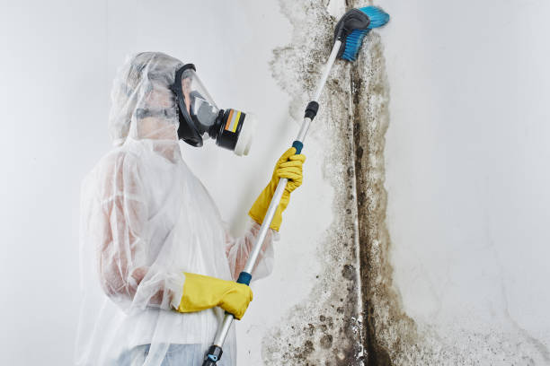 Best Basement Mold Remediation in Torrance, CA