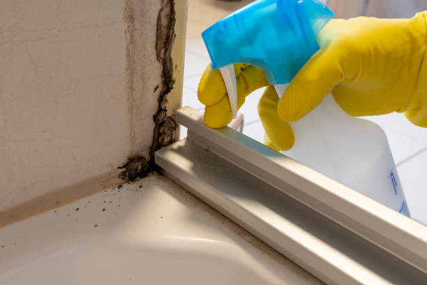 Best Emergency Mold Remediation in Torrance, CA