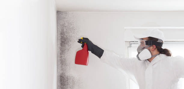 Trusted Torrance, CA Mold Remediation Experts