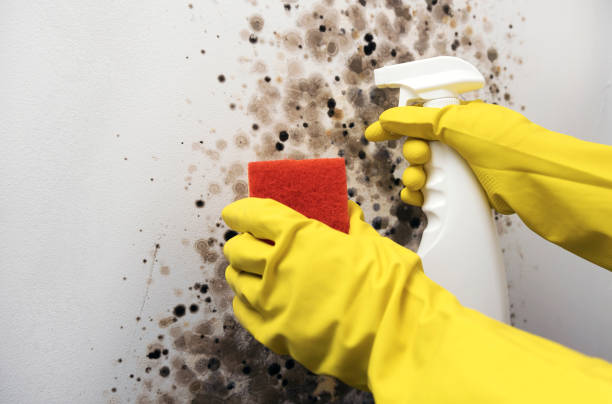 Best Crawl Space Mold Remediation in Torrance, CA